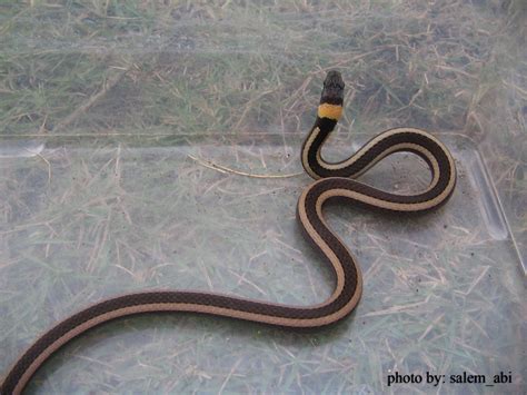 Pilihlah ulat hongkong yang masih berwarna putih atau yang baru berganti kulit. Saung Reptiles: jenis - jenis ular ...jadi jangan ...