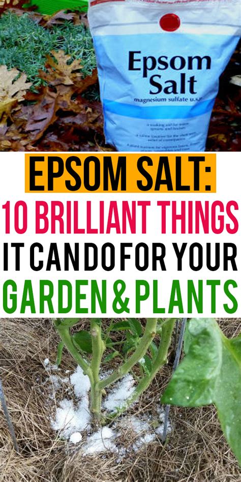 Epsom Salt10 Brilliant Things It Can Do For Your Garden And Plants