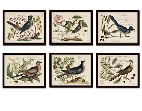 Vintage Bird And Botanical Print Set No6 Giclee Art Prints