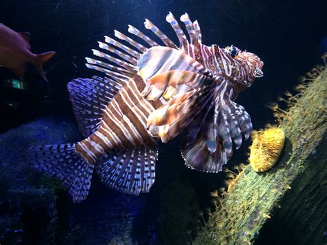 Free Images Lionfish Coral Reef Aquarium Scorpionfish Underwater