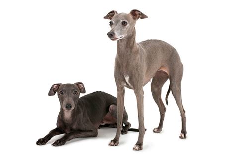 Italian Greyhound Dog Breed Information Images Characteristics Health