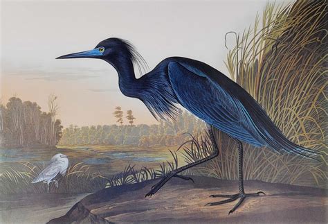 Plate 307 Blue Crane or Heron, Princeton Audubon Print - Audubon Collector