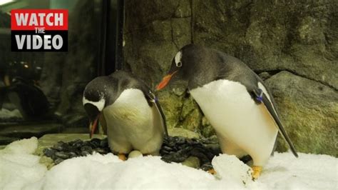 sphen and magic same sex penguin couple celebrate anniversary at sea life sydney aquarium the