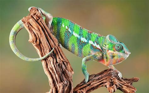 Chameleon Anime New Hd Wallpapers And Backgrounds High Quality All Hd