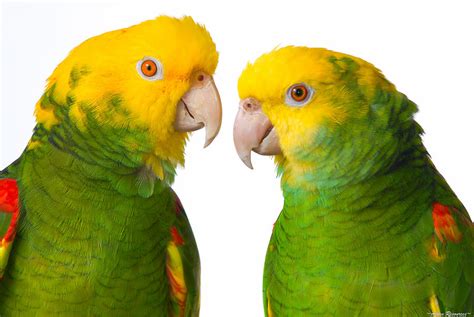 Double Yellow Headed Amazon Pair Portrait Photograph By Avian Resources