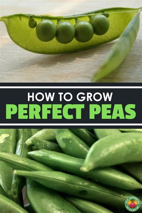 How To Grow Peas The Complete Guide Growing Peas Delicious Veggies