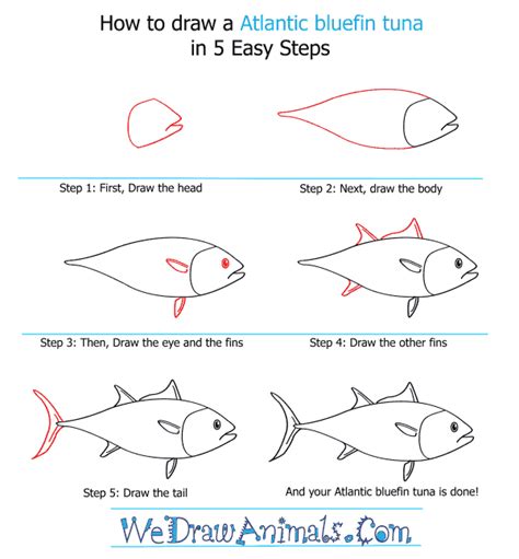 How To Draw An Atlantic Bluefin Tuna