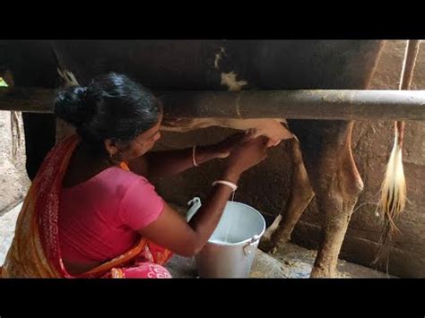 Cow Milking By Hand Village Women Cow Milking By Hand Beautiful Women