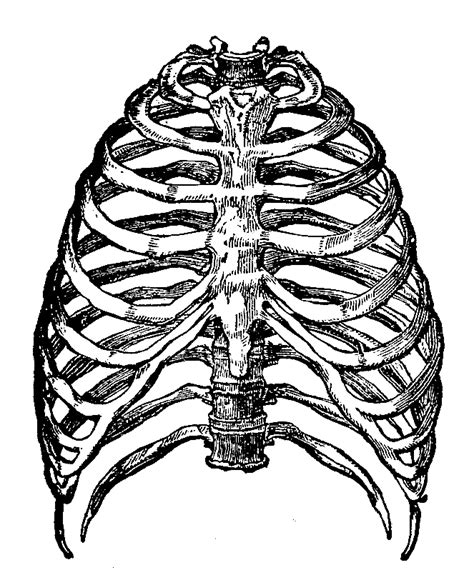 Rib Cage PNG File PNG All PNG All
