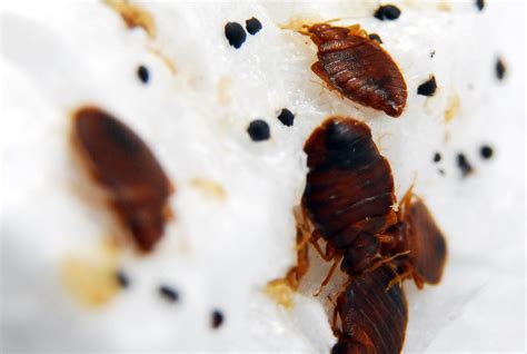Pestmall Blog Blog Archiv How To Get Rid Of Bed Bugs