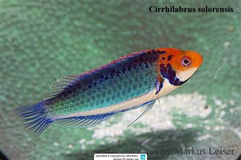 Cirrhilabrus Solorensis Rotaugen Zwerglippfisch