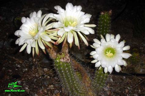 Torch cactus (echinopsis spachiana) (friedrich & rowley) : 3 Echinopsis spachiana (Golden Torch Cereus) Blooms ...