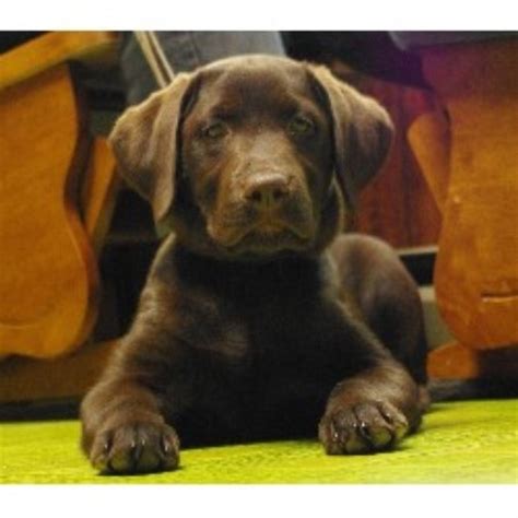 Not sure what pet is right for you? Shaker Hill Retrievers, Labrador Retriever Breeder in ...