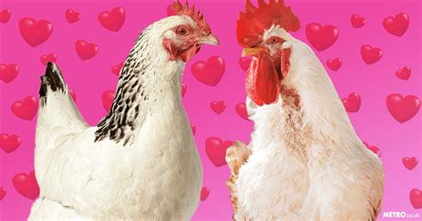 chickens lie about having food to trick their partners into having sex metro news