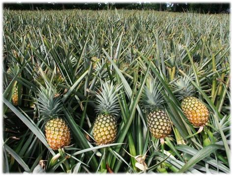 Pineapple Farming Cultivation How To Grow Pineapples Farm