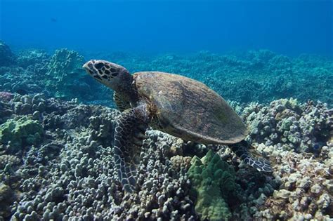Test Your Knowledge On Hawaiian Hawksbill Sea Turtles