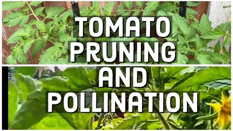 How To Prune And Pollinate Tomatoes For Maximum Yield And Plant Health