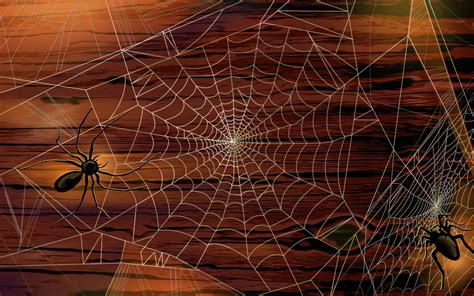 Spiders Wallpapers Wallpaper Cave