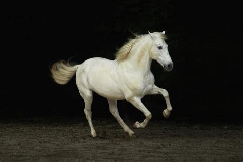 White Horse Galloping By Christiana Stawski