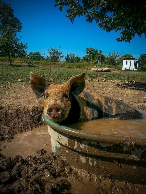 Pin By Pamela Lehmann On Muddy Paws Muddy Feet Funny Animals Pig In