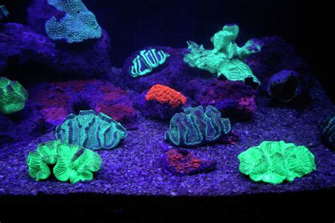 Uv Illuminated Fluorescent Coral Photograph By Chris Martin Bahr