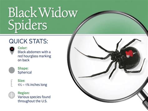 Black Widow Identifying Characteristics Black Widow This Marking Is