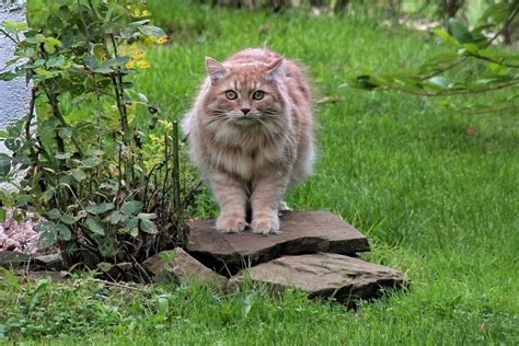 Siberian Cat Breed Info Pictures Temperament And Traits Pet Keen