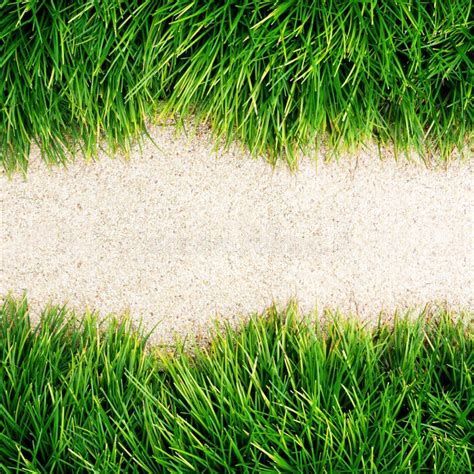 Fresh Green Grass On Floor Stock Image Image Of Exterior 21334901