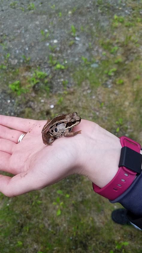This Is Rana Sylvatica A Wood Frog The Only Frog That Lives Above The