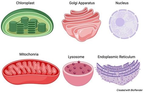 Cell Organelle Definition Types And Function
