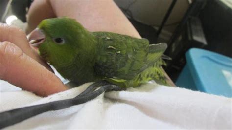 Lineolated Parakeet Babies Turquoise Dilutes Cobalts For Sale In