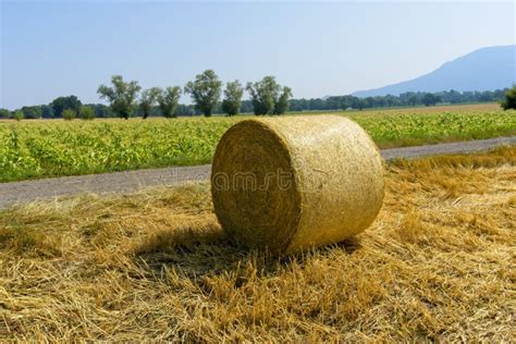 Agriculture Round Hay Bales On An Alfalfa Field Stock Image Image