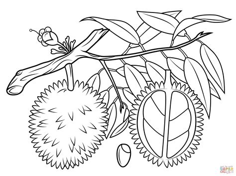 Cranberry Coloring Pages at GetColorings.com | Free printable colorings