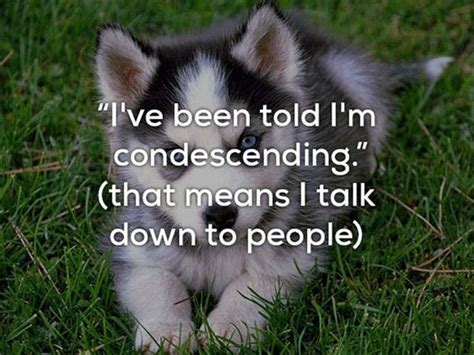 Really Bad One Liner Jokes Are Funnier With Dogs 23 Pics One Liner