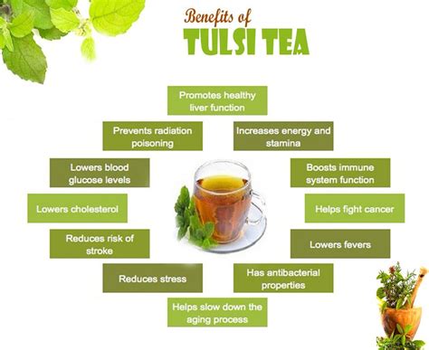 1 Sinew Sinewnutrition Twitter Tulsi Tea Tulsi Tea Benefits