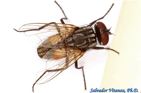Diptera Muscidae Musca Domestica House Fly Male A Urban Programs El