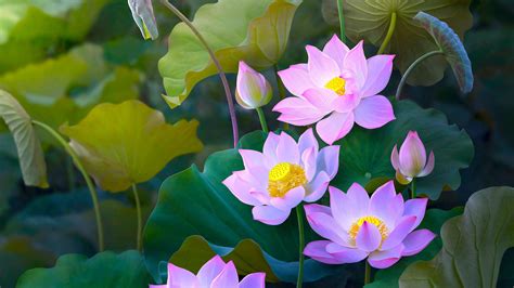 Wallpaper Beautiful Pink Lotus Painting Style 3840x2160 Uhd 4k Picture