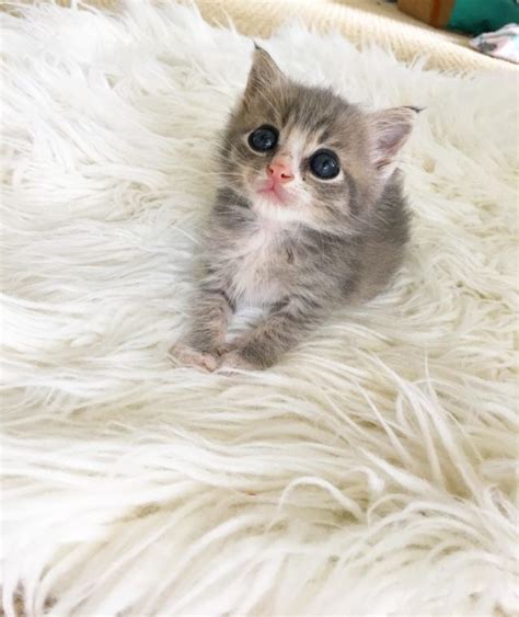 Grey Tabby Kitten Seeks Laps And Snugglesthis Baby Can Have Anything