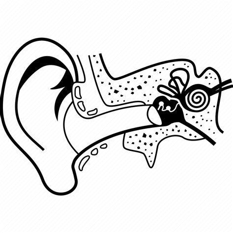 Anatomy Ear Human Icon Download On Iconfinder