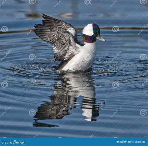 Bucephalus Alveolar Bufflehead Drake Duck Stock Photo Image Of Birds