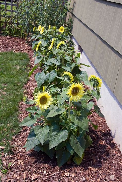 Sunflowers In Garden Around Tree Or In That Garden Patch Behind The