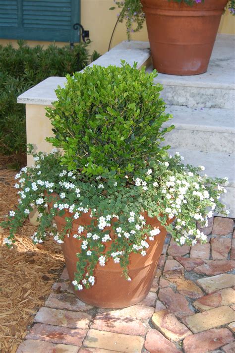 Best Boxwood For Containers Tyres2c