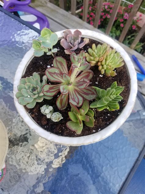 Howd I Do On My First Succulent Arrangement Rgardening