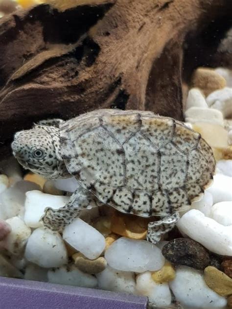 Baby Razorback Musk Turtle Aquatic Sandwell Wolverhampton