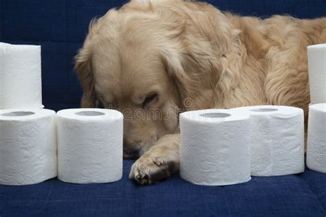 Toilet Paper And A Golden Retriever Dog Personal Hygiene Items Stock