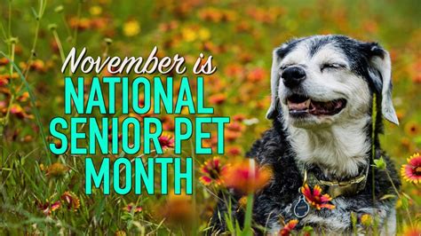 November Pet Calendar Celebrate Senior Pets Positively Woof