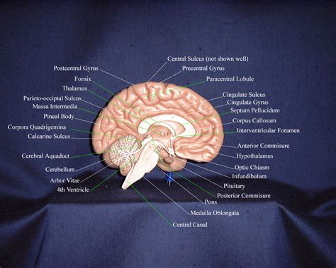 D Model Of Brain Labeled Hot Sex Picture