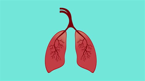 Lung Animation Stock Video Footage For Free Download