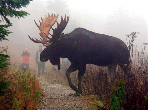 biggest moose i ve ever seen hunting