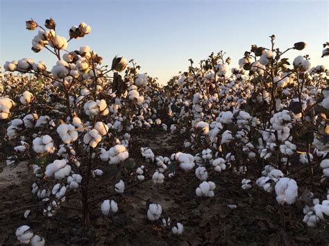 Hurricane Impacts On Cotton Crop Better Known Next Month Southeast Agnet